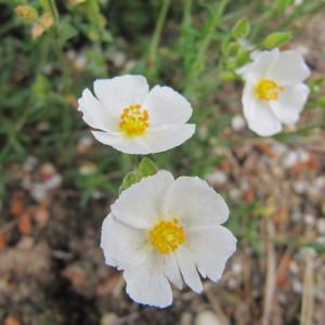 Photographie n°214470 du taxon Cistus umbellatus L. [1753]