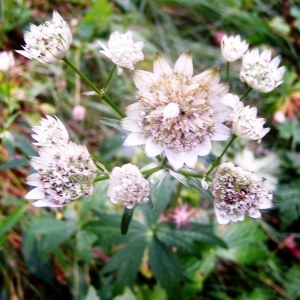  - Astrantia major subsp. major