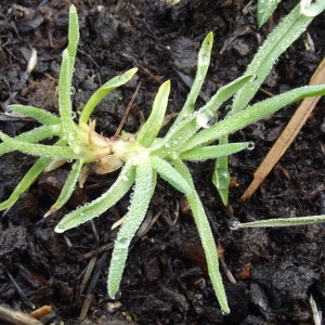 Photographie n°214517 du taxon Dactylis glomerata L. [1753]