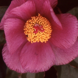 Paeonia mascula subsp. russoi (Biv.) Cullen & Heywood (Pivoine de Russo)