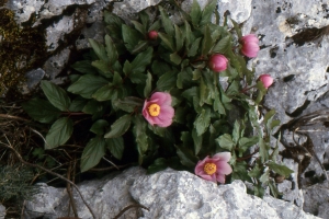 Liliane Roubaudi, le 22 avril 1998 (Sardaigne)