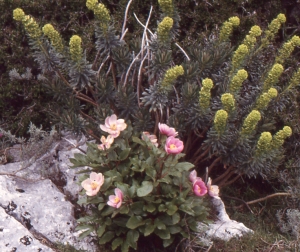 Liliane Roubaudi, le 22 avril 1998 (Sardaigne)