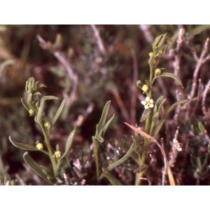 Thesium corsalpinum Hendrych (Thésium alpin de Corse)