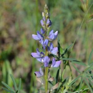  - Lupinus angustifolius subsp. reticulatus (Desv.) Arcang. [1882]