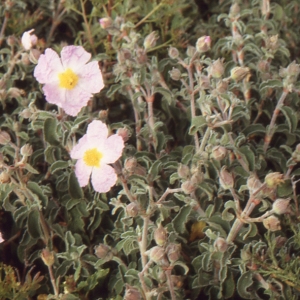 Photographie n°214537 du taxon Cistus creticus var. corsicus (Loisel.) Greuter [1967]