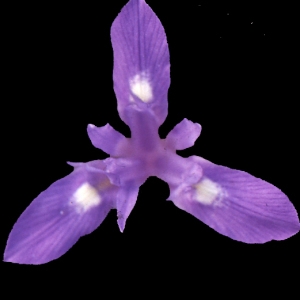 Iris samaritani Heldr. (Iris faux sisyrhinque)