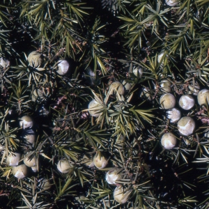 Photographie n°214541 du taxon Juniperus oxycedrus subsp. macrocarpa (Sm.) Ball [1878]