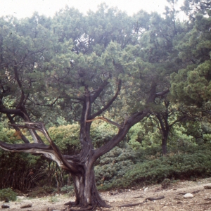 Photographie n°214553 du taxon Juniperus phoenicea subsp. turbinata (Guss.) Arcang. [1882]