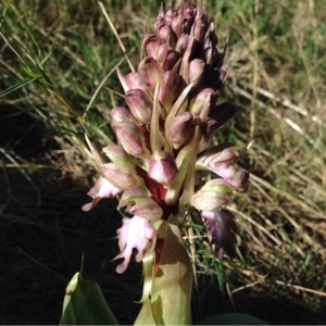 Photographie n°214561 du taxon Himantoglossum robertianum (Loisel.) P.Delforge [1999]