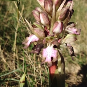 Photographie n°214563 du taxon Himantoglossum robertianum (Loisel.) P.Delforge [1999]