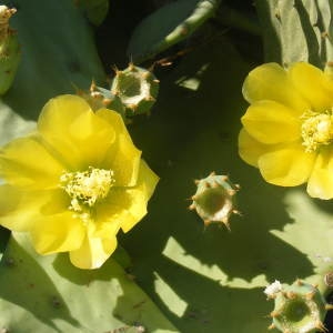 Photographie n°214589 du taxon Opuntia ficus-indica (L.) Mill. [1768]