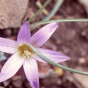 Romulea bulbocodium var. pulchella Baker (Romulée de Provence)