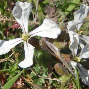 Photographie n°214616 du taxon Eruca sativa Mill. [1768]