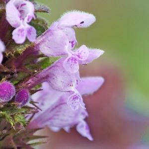 Photographie n°214624 du taxon Lamium purpureum L. [1753]