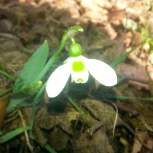 Photographie n°214627 du taxon Galanthus nivalis L. [1753]