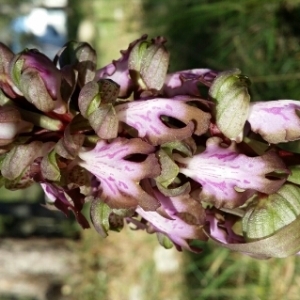 Photographie n°214633 du taxon Himantoglossum robertianum (Loisel.) P.Delforge [1999]