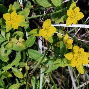 Photographie n°214643 du taxon Euphorbia flavicoma subsp. verrucosa (Fiori) Pignatti [1973]