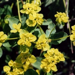 Photographie n°214644 du taxon Euphorbia flavicoma subsp. verrucosa (Fiori) Pignatti [1973]