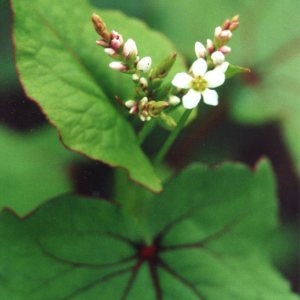 Photographie n°214653 du taxon Fagopyrum esculentum Moench [1794]