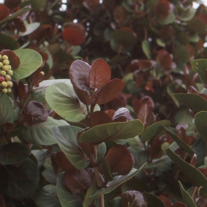 Photographie n°214657 du taxon Coccoloba uvifera (L.) L.