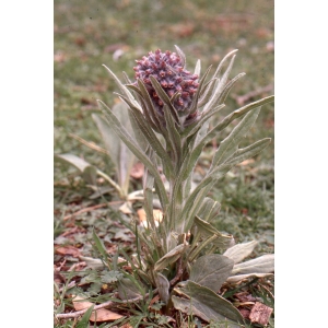 Solenanthus apenninus (L.) Fisher & C.A.Mey.