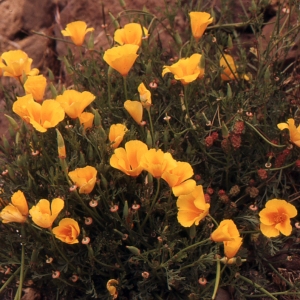 Photographie n°214676 du taxon Eschscholzia californica Cham. [1820]