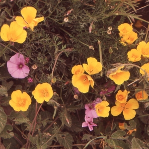 Photographie n°214677 du taxon Eschscholzia californica Cham. [1820]