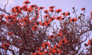 Liliane Roubaudi, le  6 avril 1990 (Ïles des Canaris (Puerto de la Cruz))