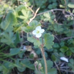 Photographie n°214690 du taxon Veronica cymbalaria Bodard [1798]