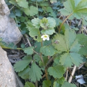 Photographie n°214692 du taxon Veronica cymbalaria Bodard [1798]