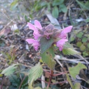 Photographie n°214703 du taxon Lamium purpureum L. [1753]