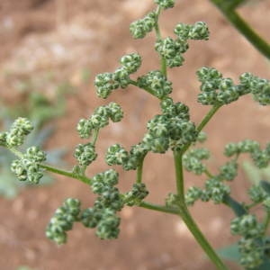 Photographie n°214708 du taxon Chenopodiastrum hybridum (L.) S.Fuentes, Uotila & Borsch [2012]