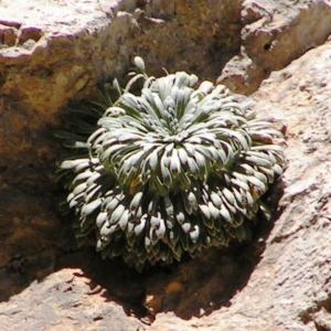 Photographie n°214779 du taxon Saxifraga longifolia Lapeyr. [1801]