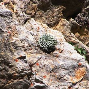 Photographie n°214780 du taxon Saxifraga longifolia Lapeyr. [1801]