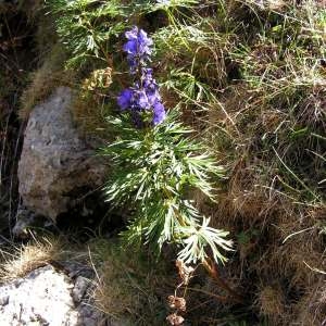 Photographie n°214790 du taxon Aconitum napellus subsp. vulgare (DC.) Rouy & Foucaud [1893]