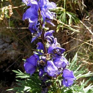 Photographie n°214791 du taxon Aconitum napellus subsp. vulgare (DC.) Rouy & Foucaud [1893]