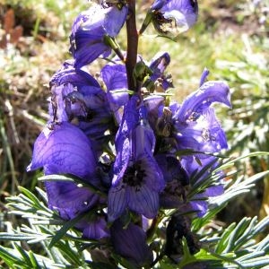 Photographie n°214792 du taxon Aconitum napellus subsp. vulgare (DC.) Rouy & Foucaud [1893]