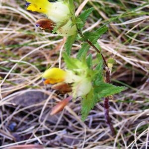 Photographie n°214805 du taxon Rhinanthus pumilus (Sterneck) Soldano [1986]