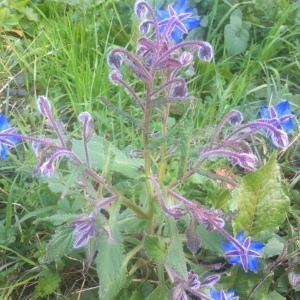 Photographie n°214812 du taxon Borago officinalis L. [1753]