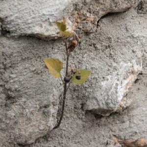 Photographie n°214843 du taxon Solanum nigrum L. [1753]