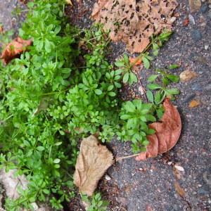 Photographie n°214872 du taxon Galium aparine L. [1753]