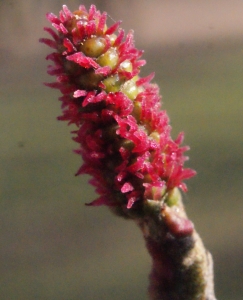 Liliane Roubaudi, le  2 mars 2014 (Lyon)