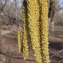  Liliane Roubaudi - Alnus glutinosa (L.) Gaertn. [1790]