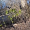  Liliane Roubaudi - Ligustrum vulgare L. [1753]