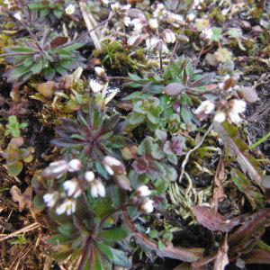 Photographie n°215009 du taxon Erophila verna subsp. verna 