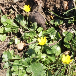 Photographie n°215018 du taxon Ranunculus ficaria subsp. ficaria