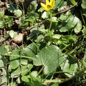 Photographie n°215023 du taxon Ranunculus ficaria subsp. ficaria