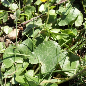 Photographie n°215024 du taxon Ranunculus ficaria subsp. ficaria