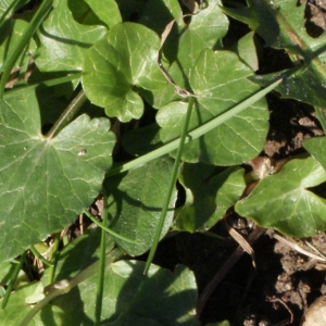 Photographie n°215025 du taxon Ranunculus ficaria subsp. ficaria