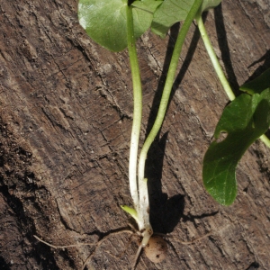 Photographie n°215029 du taxon Ranunculus ficaria subsp. ficaria